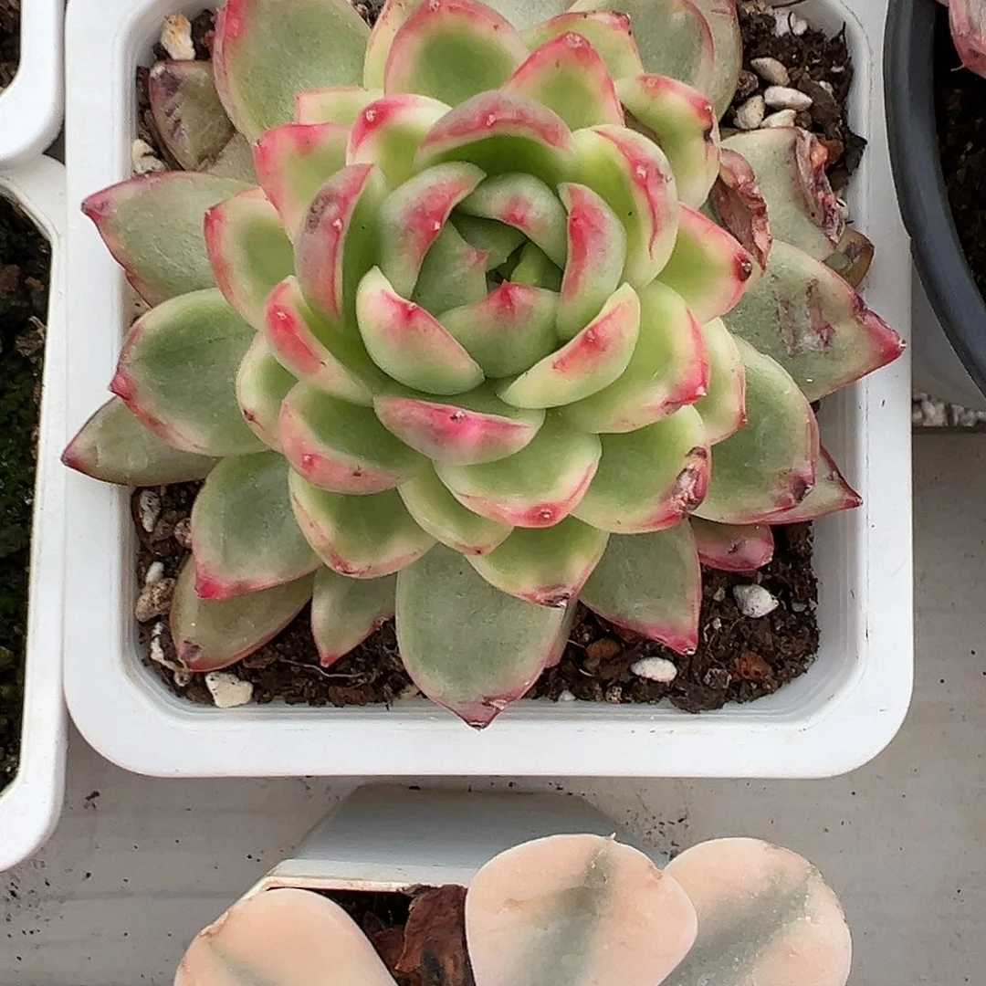 珍妮锦多肉植物锦