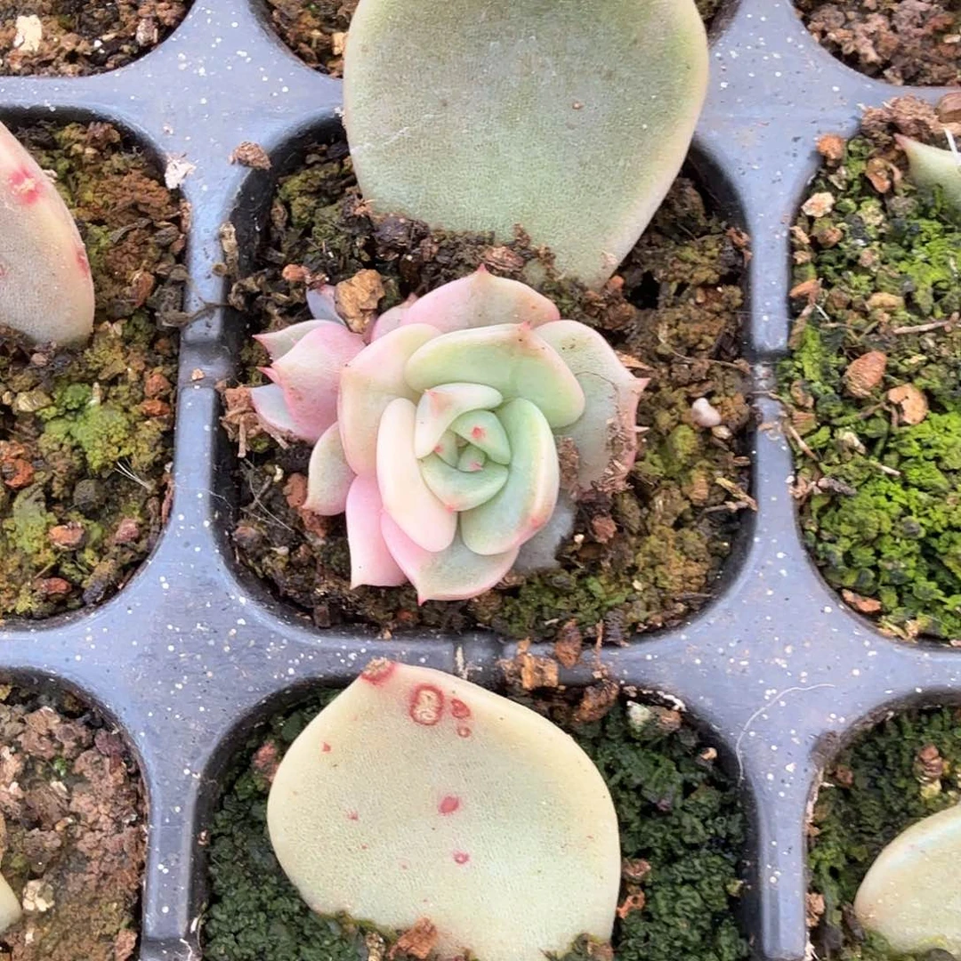 美**活贝加尔湖锦多肉锦