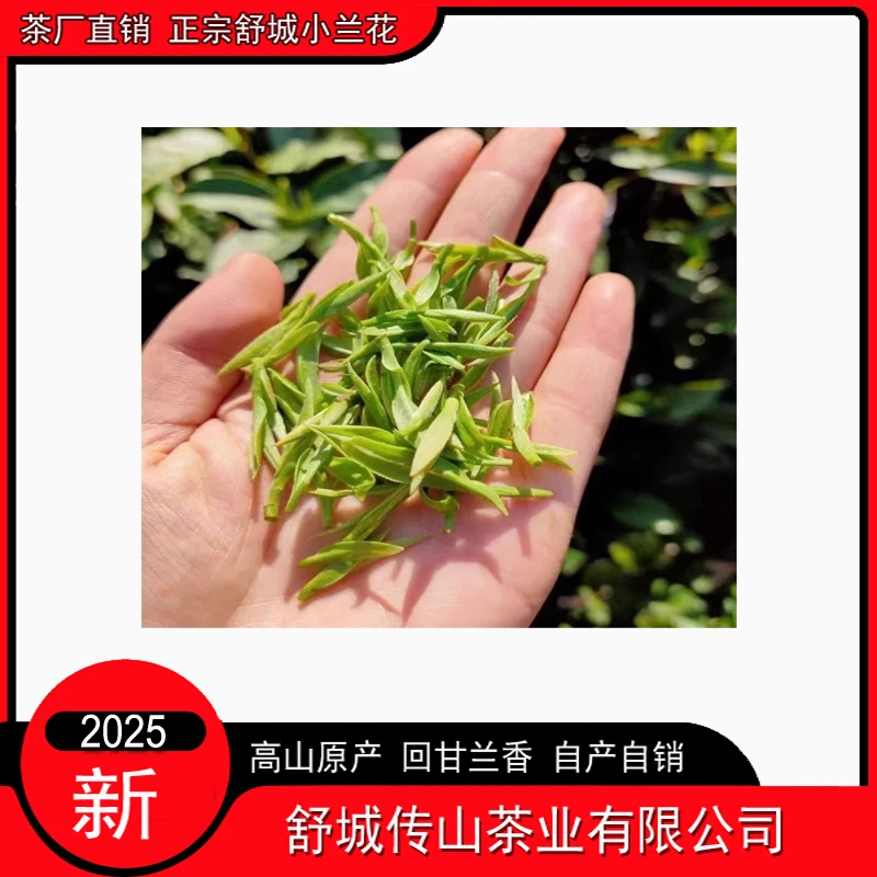 2025年新茶舒城小兰花头采小芽-A3