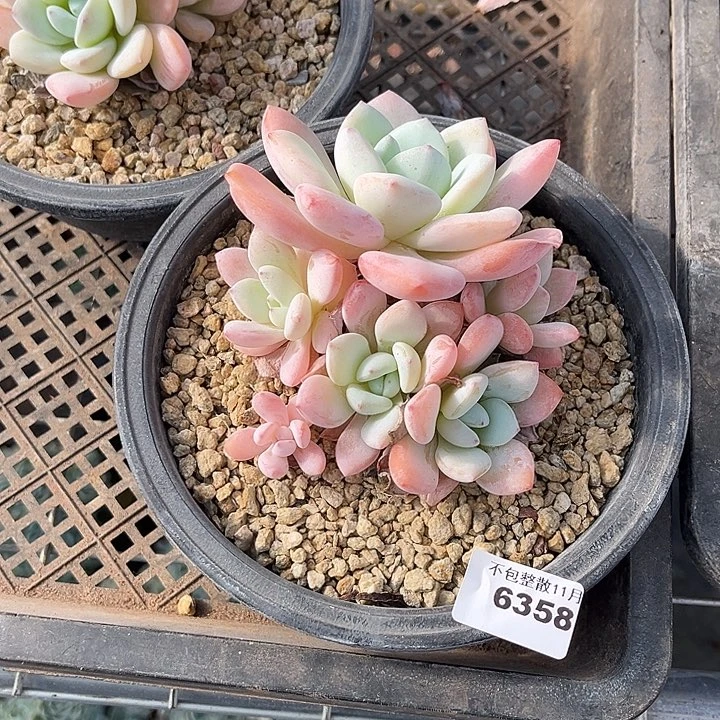 阿雅园艺。       6358冷香