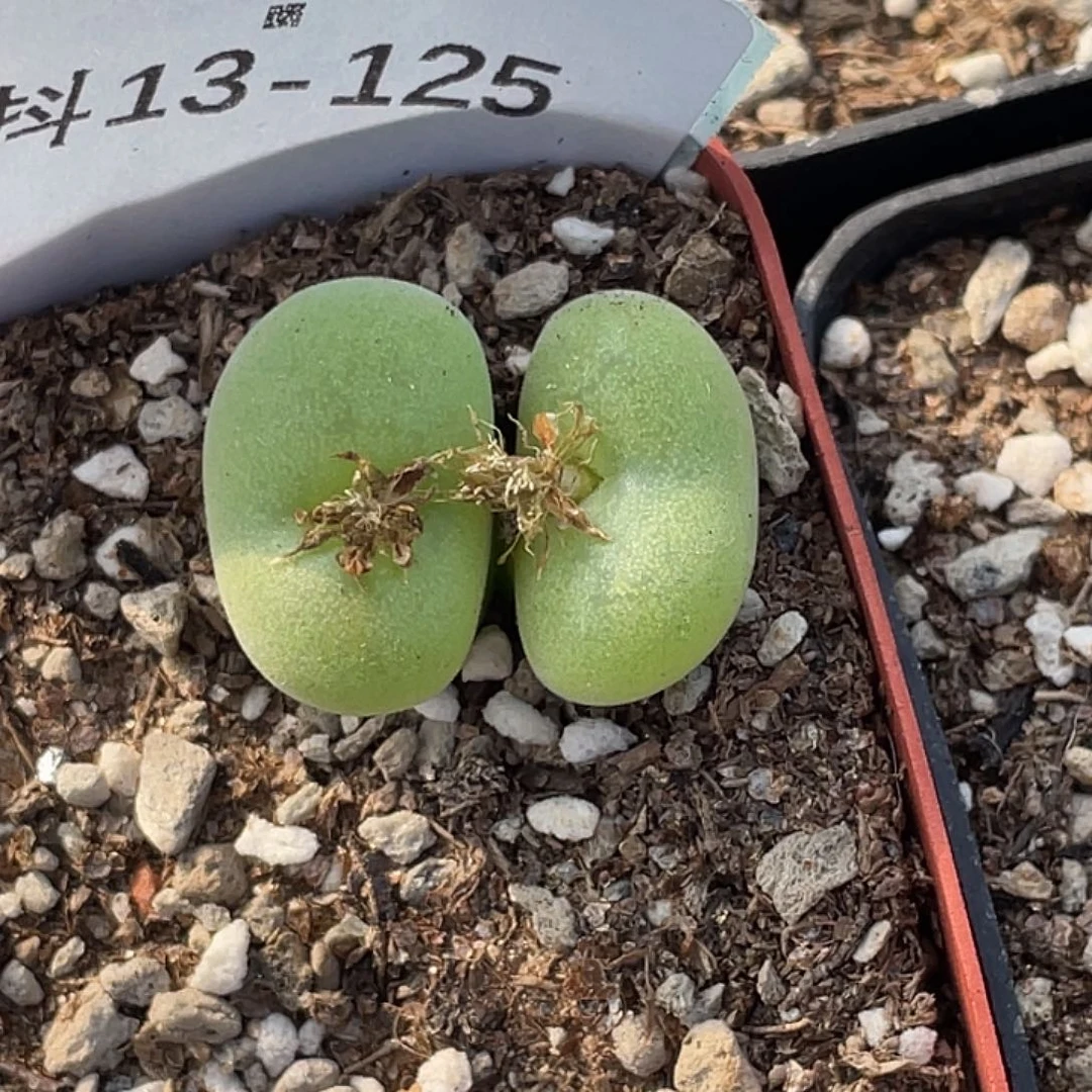 13-125空卡多肉植物