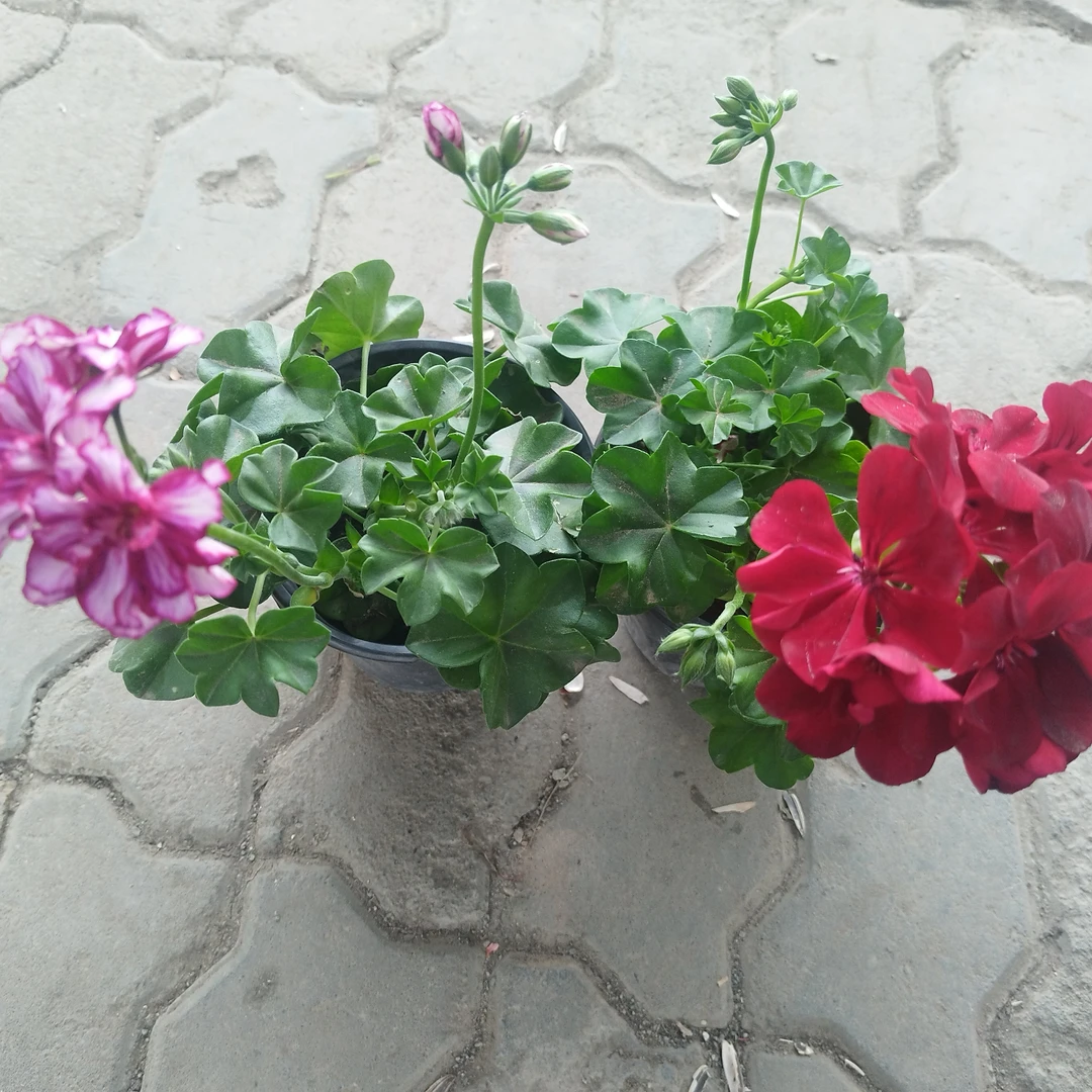 葡萄莲两盆包邮到家