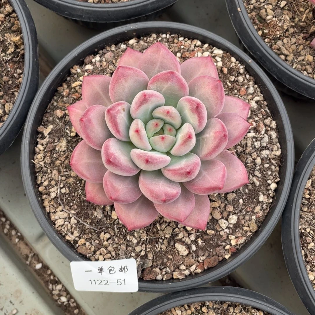 1122-51香克斯，。，，，。，