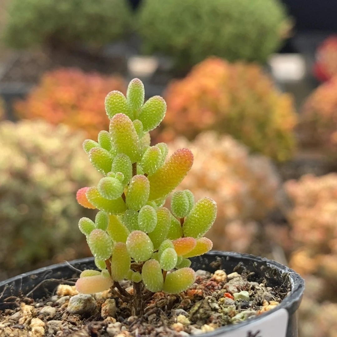 金橘糖球8385枝干番杏