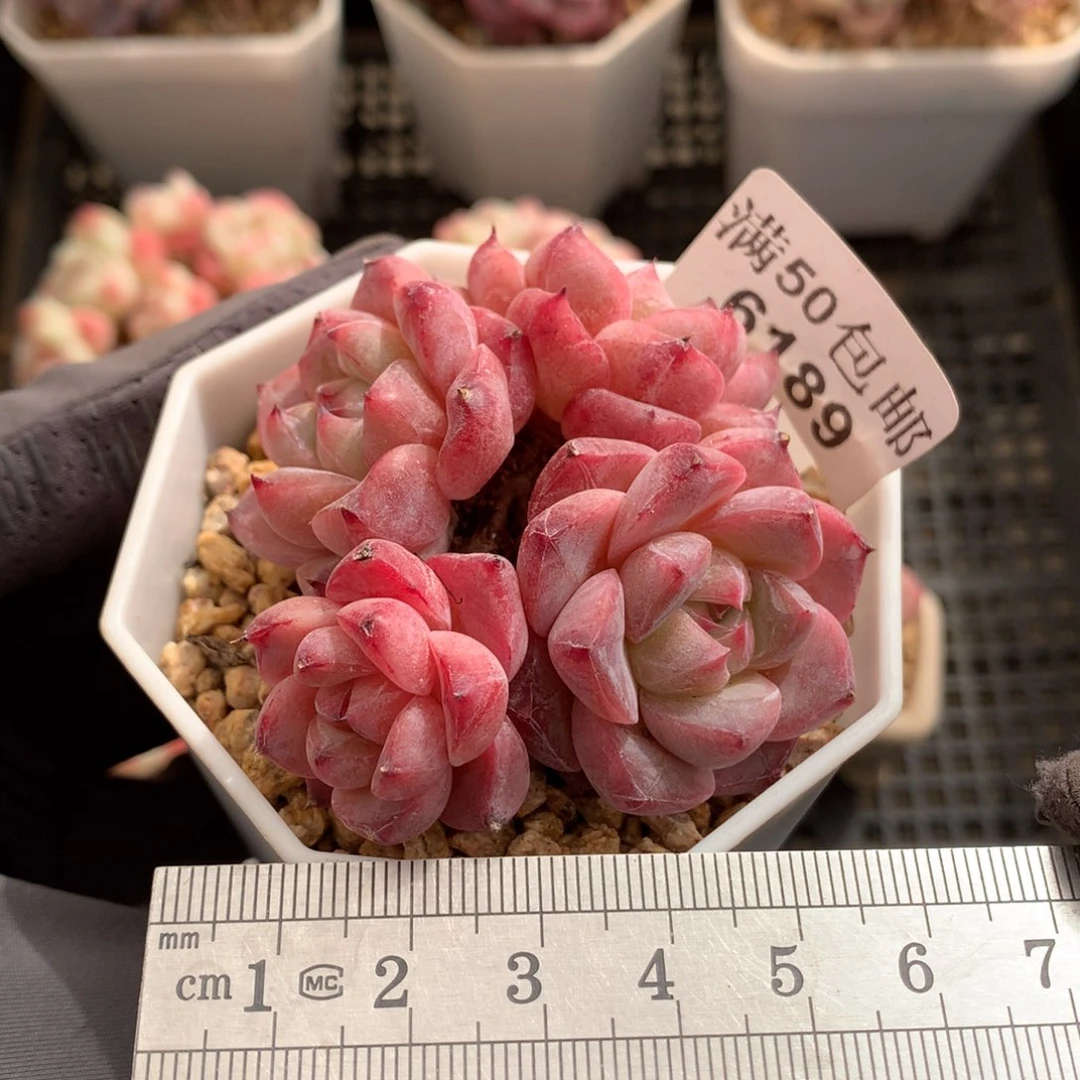 6189。老桩阿尔巴佳人四头。