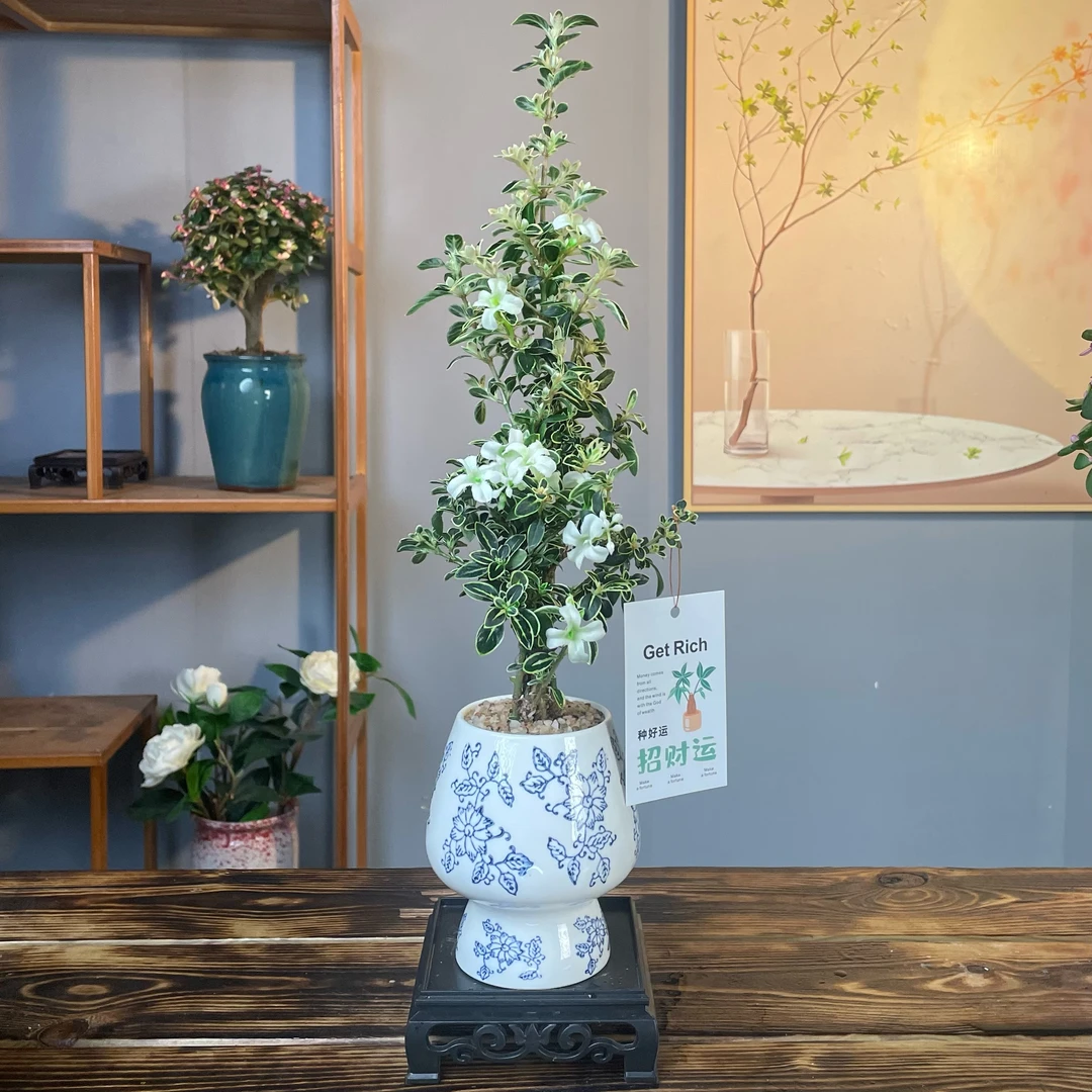 金边六月雪花卉好养绿植桌面网红小盆栽室内净化空气植物办公室