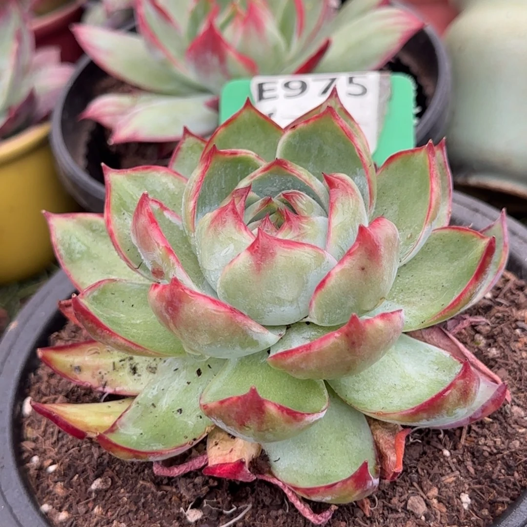 惊鸿一物一拍包装收缩花旱975