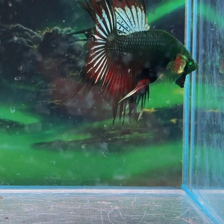 斗鱼所有我觉得都是这样了