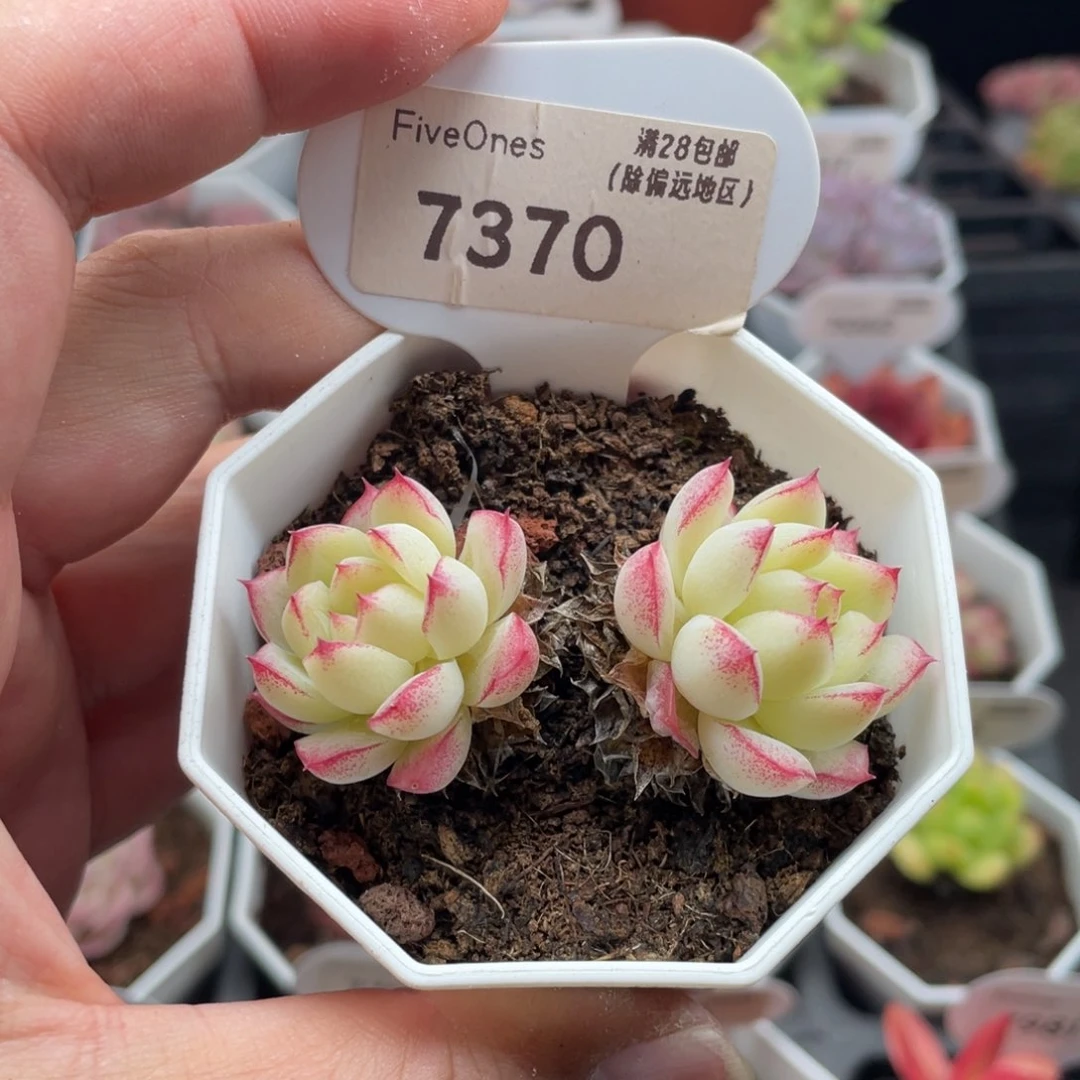 女王7370-6.0厘米