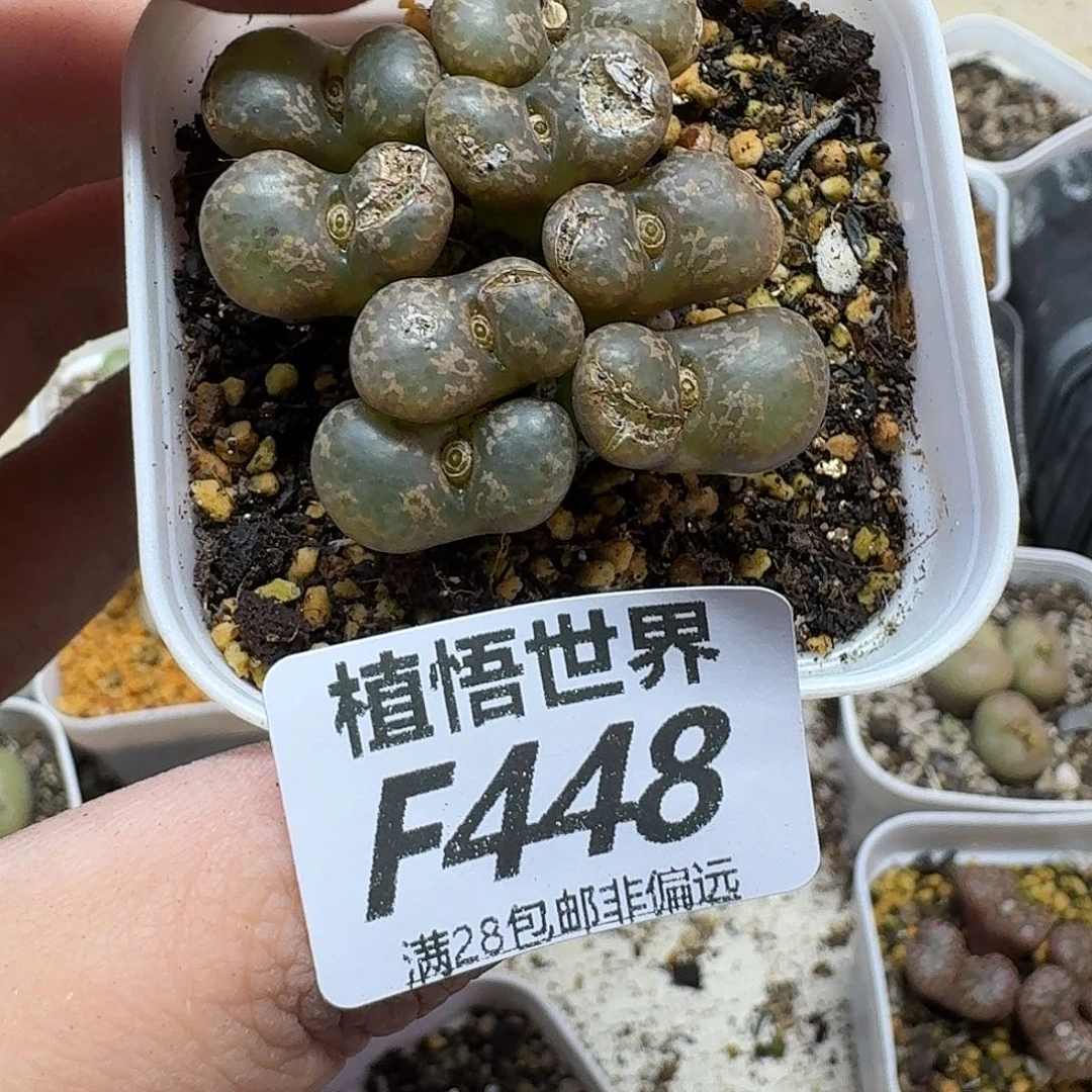 就***心多肉植物的人生fgh
