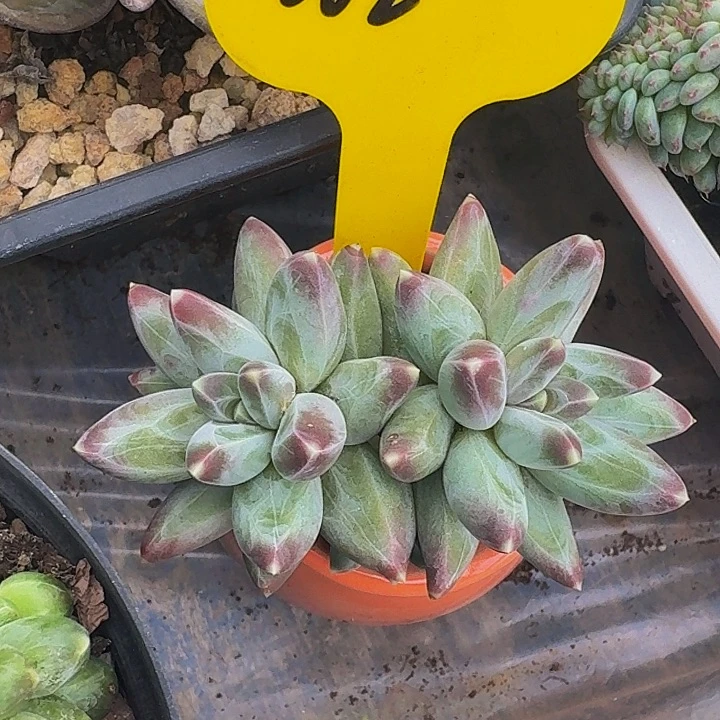 桔云多肉美人精品系列062