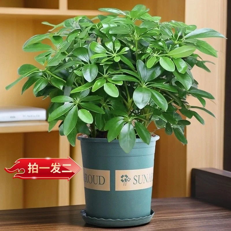 八方来财七叶莲盆栽室内水培绿植净化空气四季常青好养懒人吸甲醛