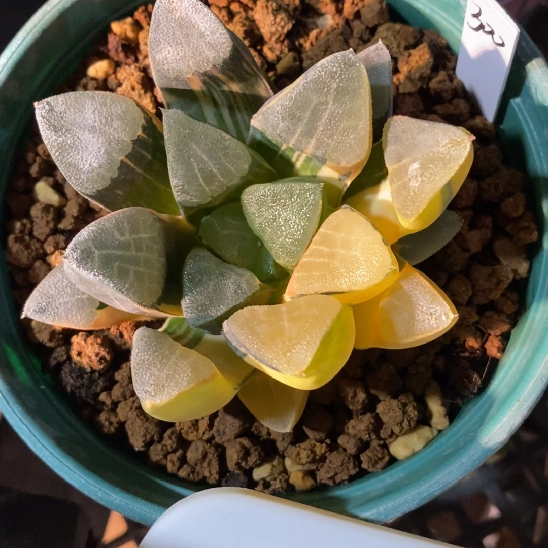 一颗实生大克锦