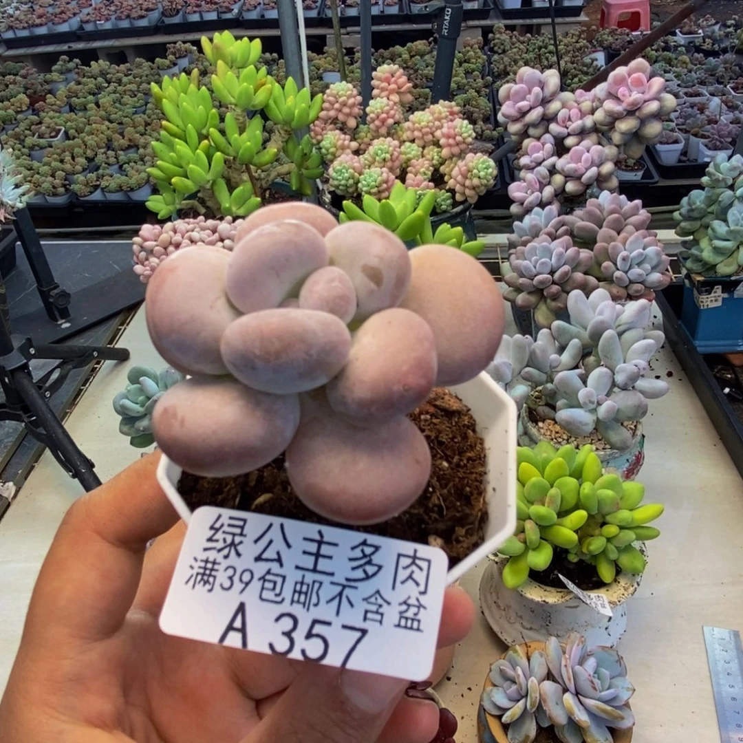 357蛋黄奶多肉4cm