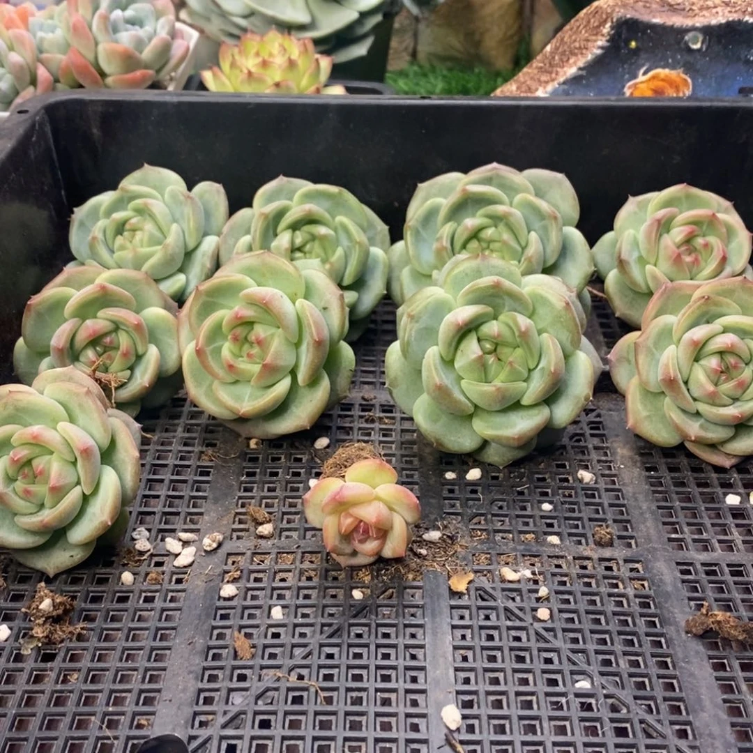 新款东云珍妮随机发货