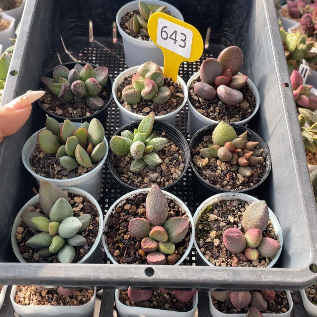 浮**梦    福利 套餐643。