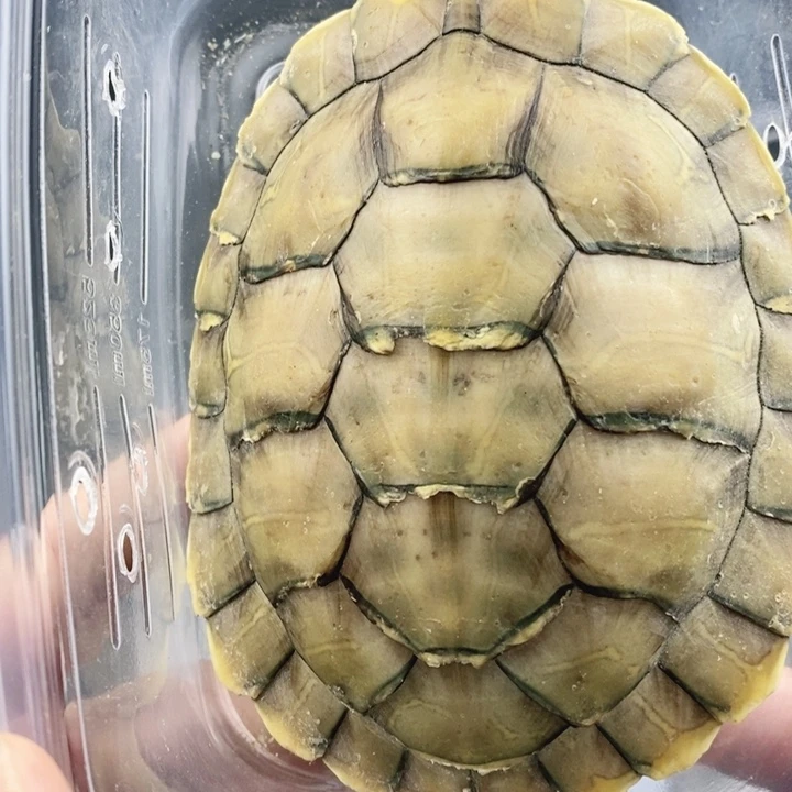 巴西彩龟母6666666