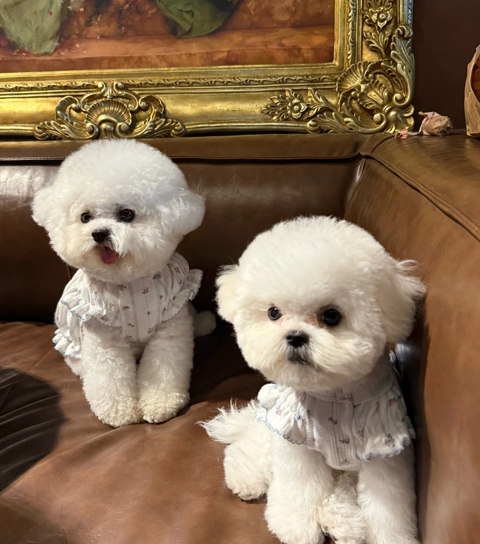 小饼干客订专拍宠物衣服