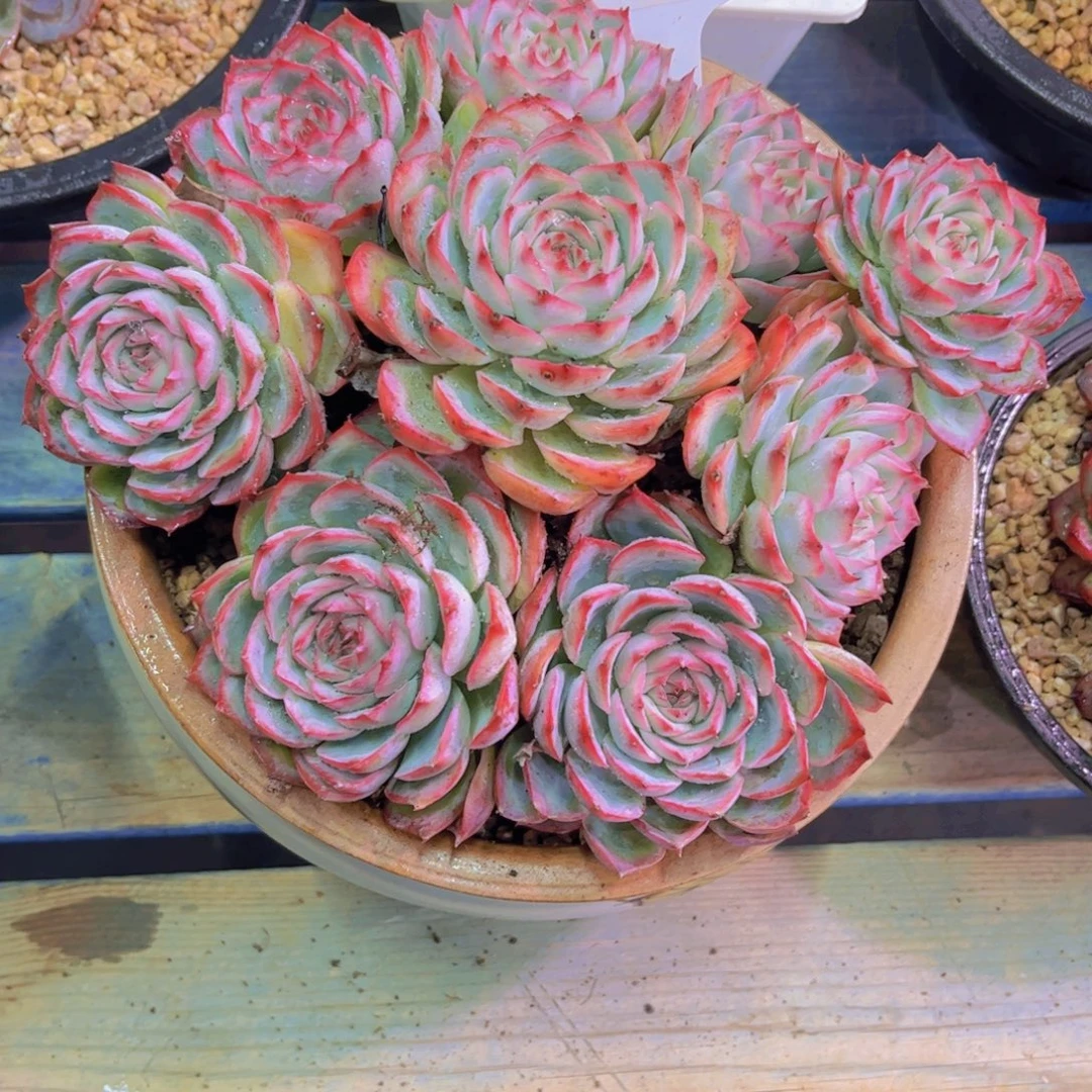 田***田粉水晶Ａ７９０一颗一物一拍