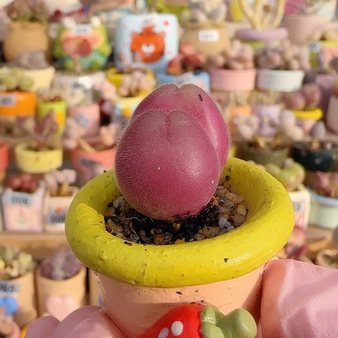 粉红毛翠 盆口2.cm