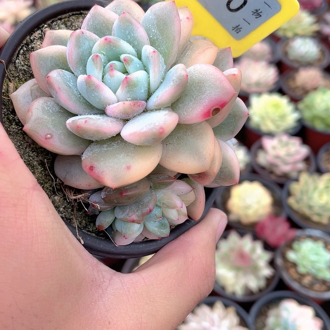 *****910号多肉植物盆栽