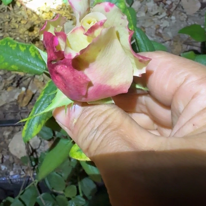无花朵催眠术小苗