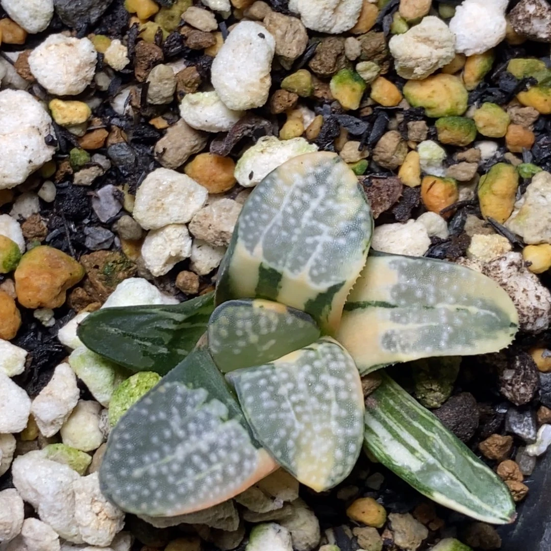 极上斑点点锦一物一拍