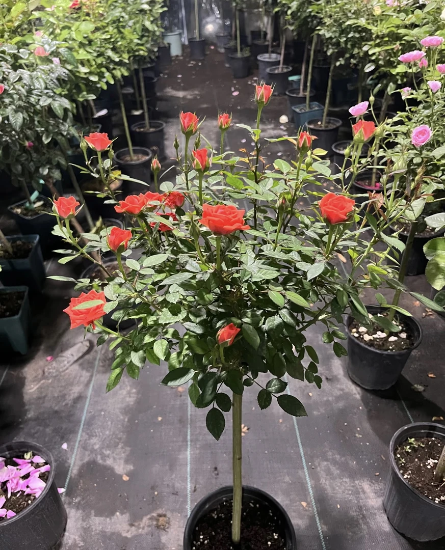 【组合福利修剪发货】多色棒棒糖月季庭院阳台花艺多季开花盆栽地栽