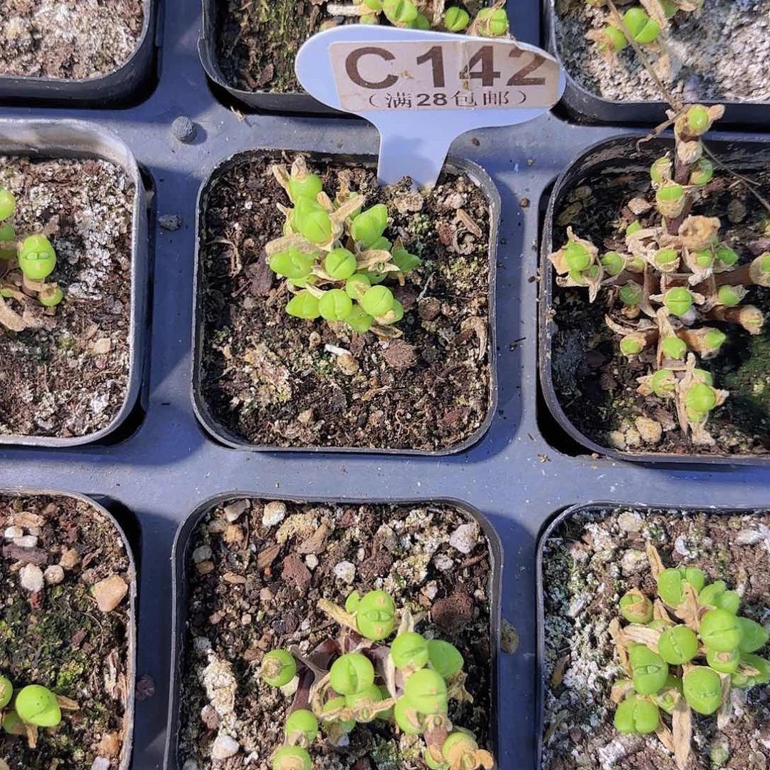 哎***旭C142短耳兔一物一拍