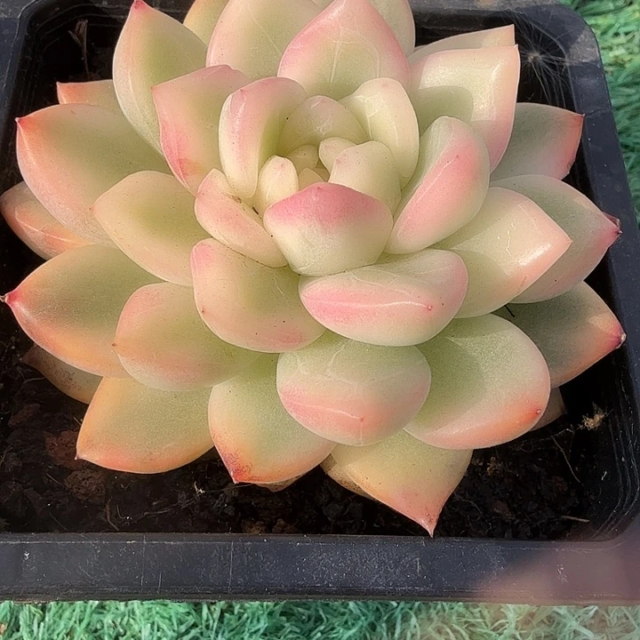 j***y冰月亮锦多肉锦植物