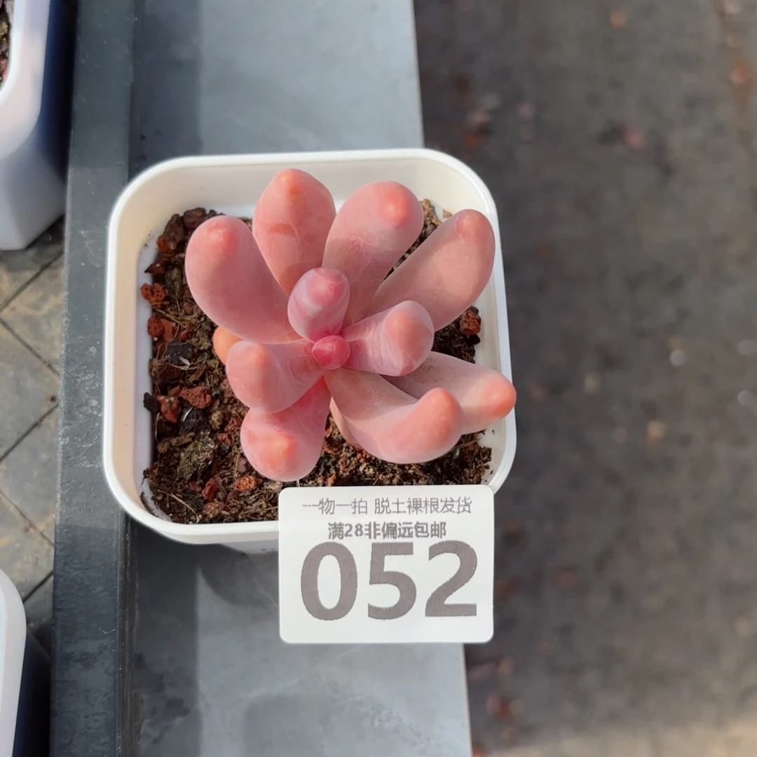 红手指无盆土发货