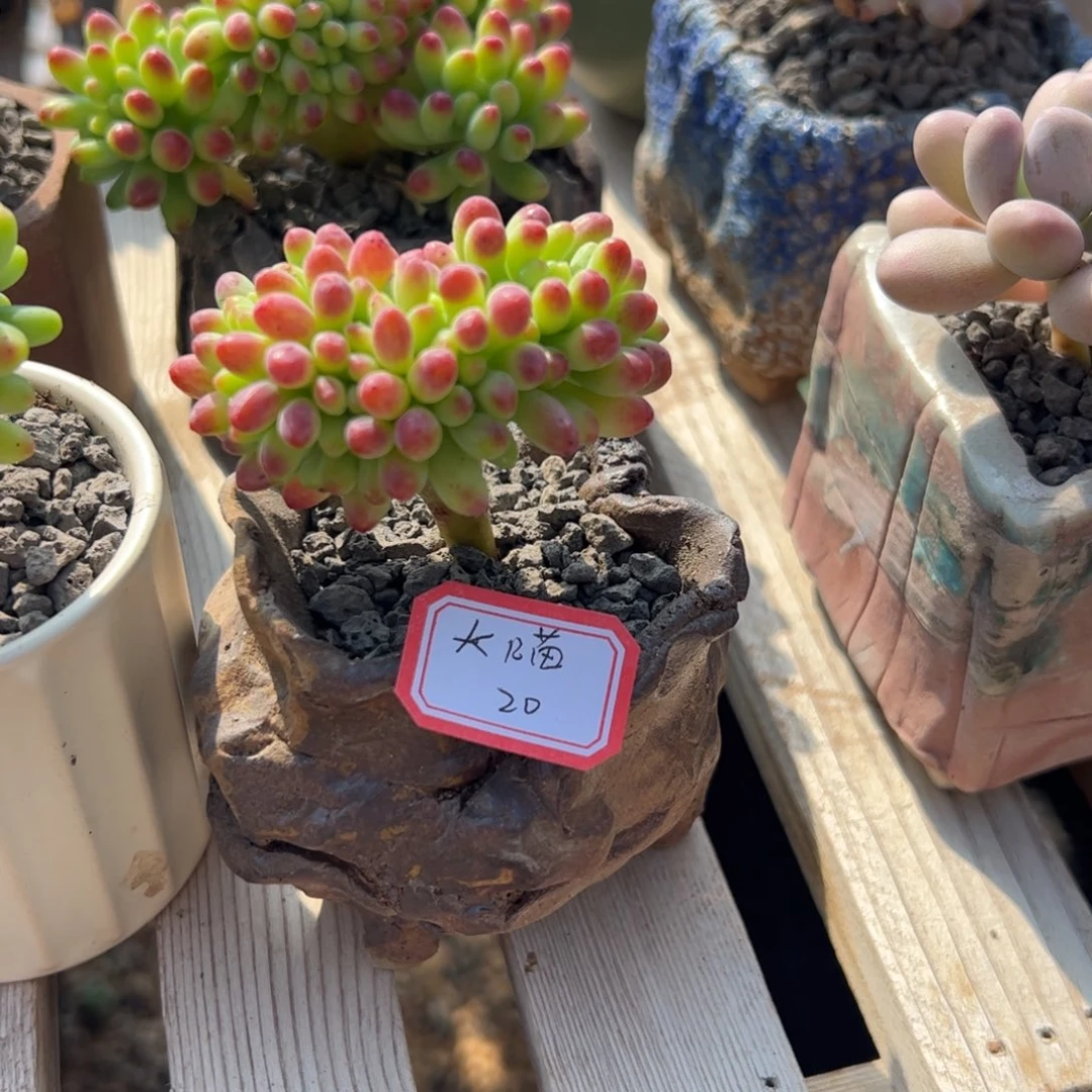 多肉植物多肉植物