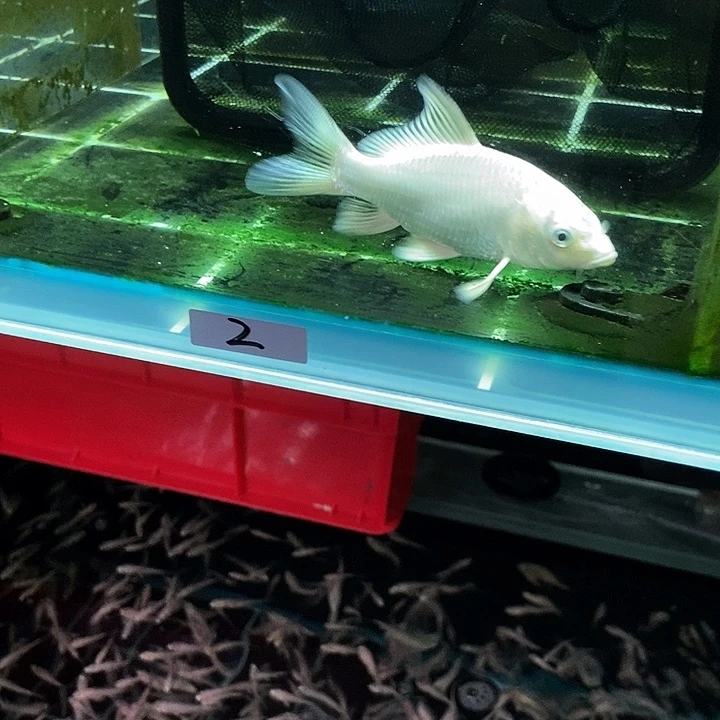 蝴蝶鲤乌***发2号蝴蝶鲤