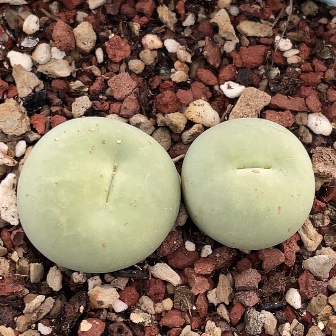 21-52嘴多肉植物肉锥