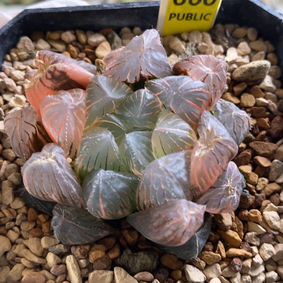 660号紫镜玉露锦带盆
