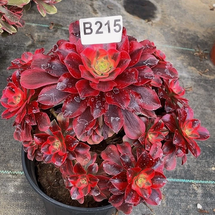 多肉法师215号美杜莎不包损