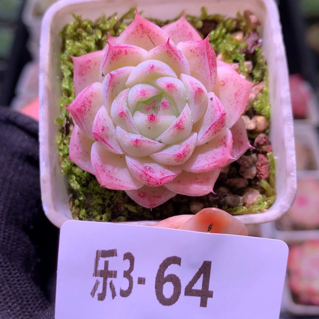 乐然 3-64 美瞳单头