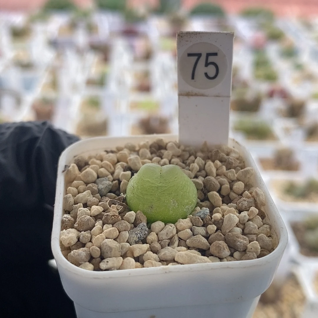 一物一拍拉登三年尺寸1.5