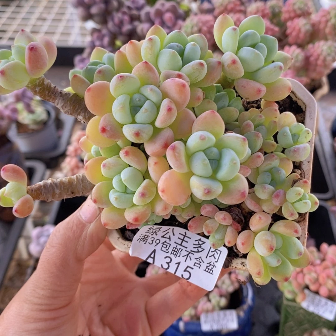 樱花罗琦有砍不包整10cm315多肉酱