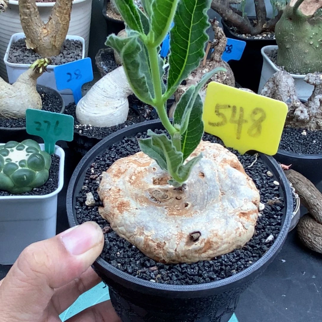 龙卵窟多肉植物一个