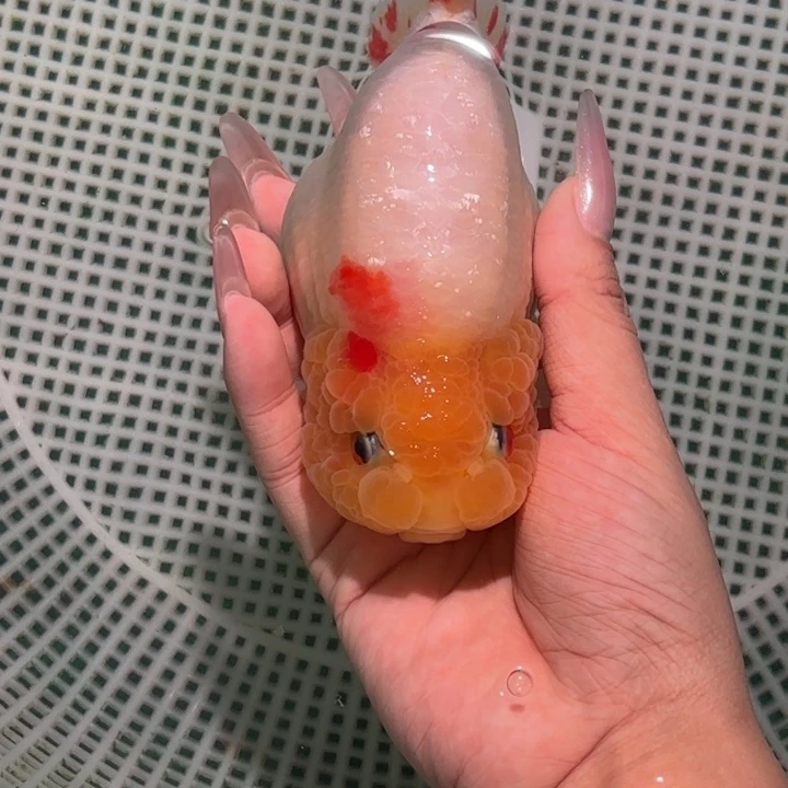 海水鱼金鱼兰寿活体淡水观赏鱼