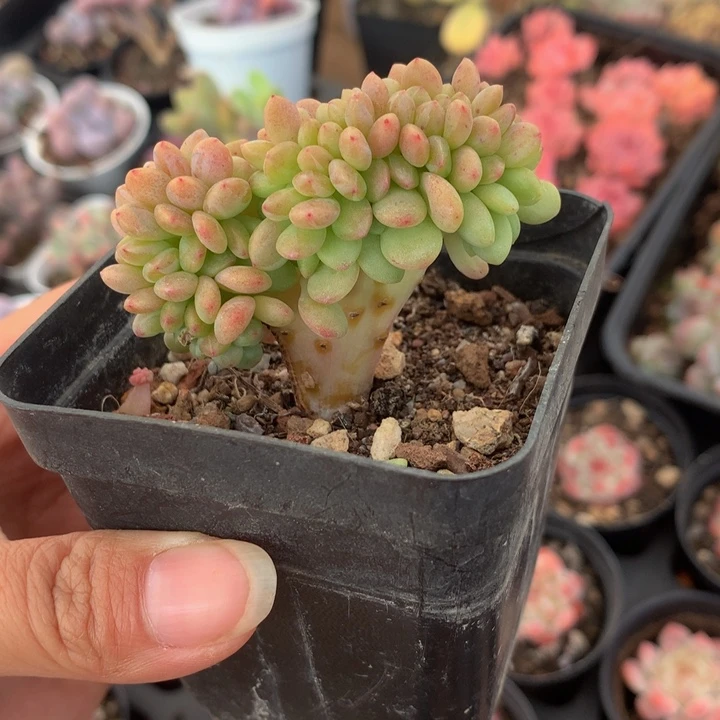 精控香格里拉缀化