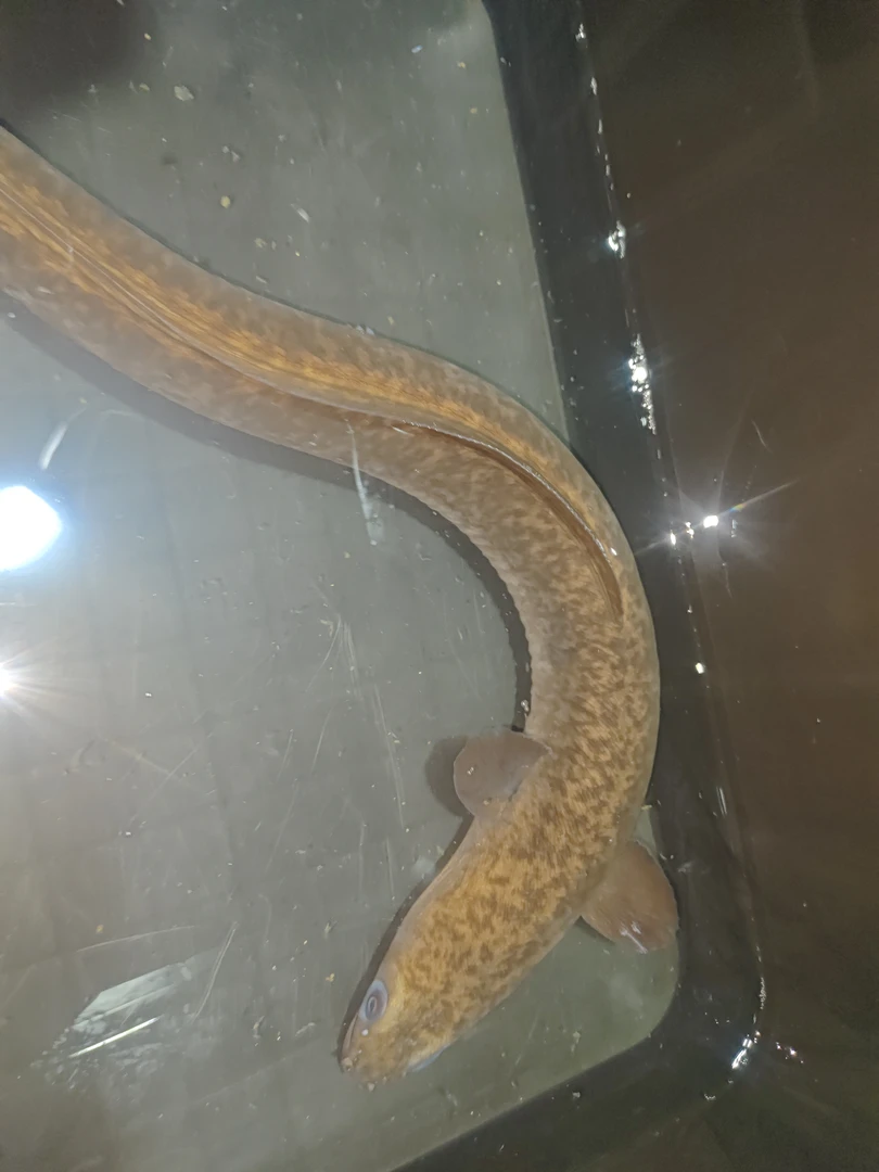 金丝红鳗活鱼海鲜水产海鲜现称链接精品