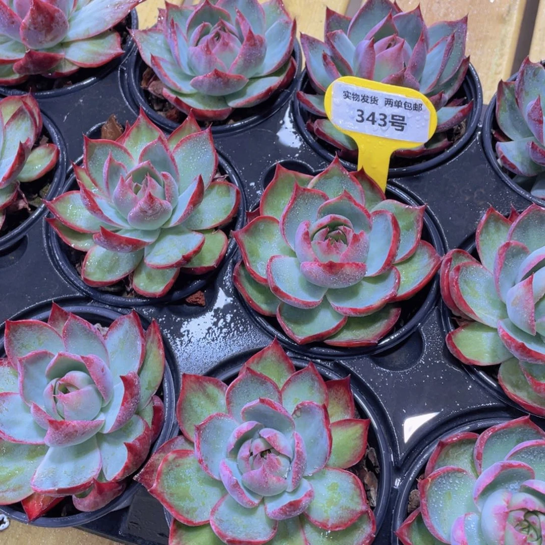 343号 宽叶单头惊鸿仙子一个