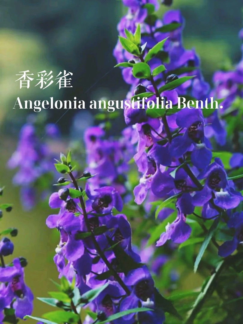 【香彩雀】花期长耐热耐高温夏季阳台庭院最适合这个季节种植
