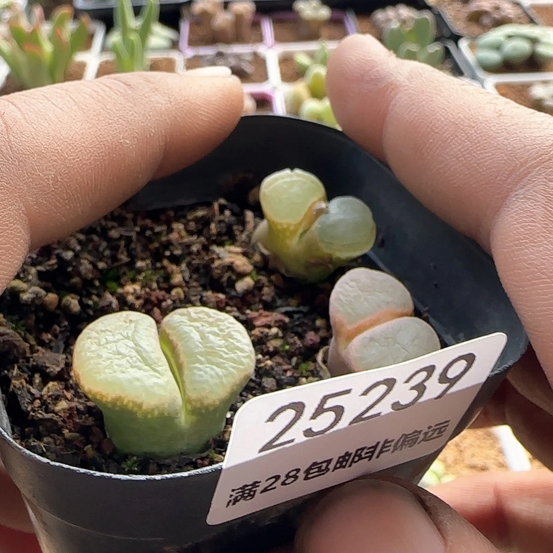 安*脱土发货哦25239