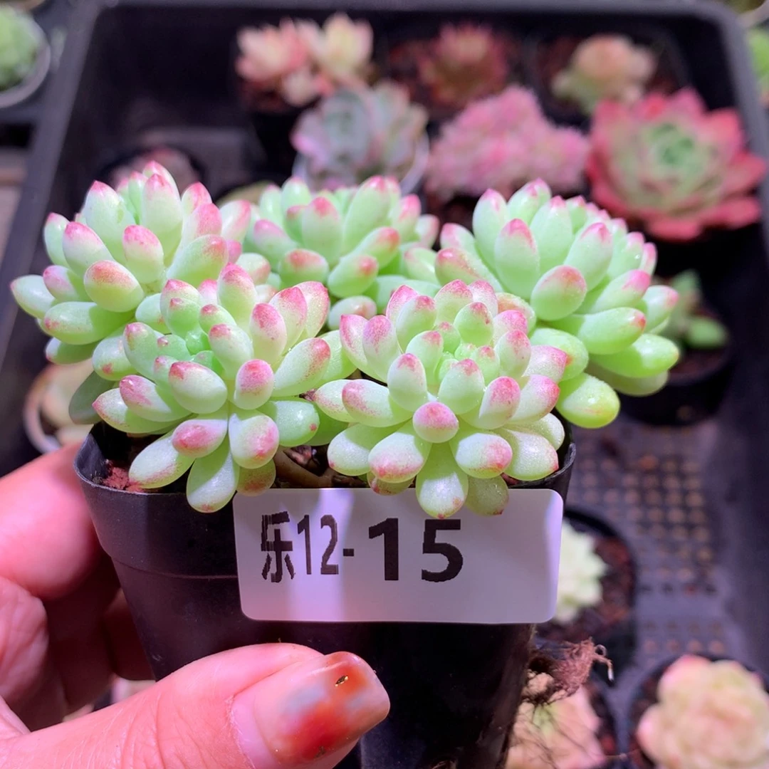 乐然12-15 烟花群