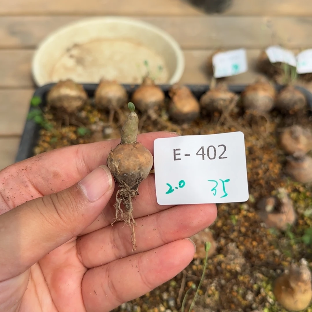 402开普敦厚敦菊满50包邮