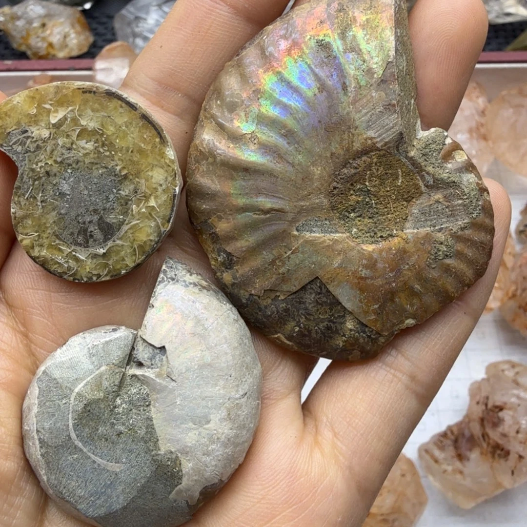 石材斑彩螺化石福利