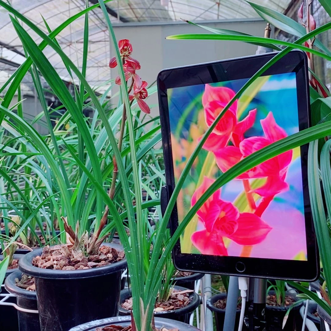 大部分花苞少量开放